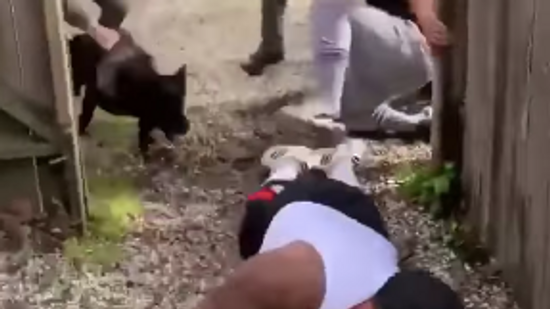 Police Brutality: Dog bite a Black male.